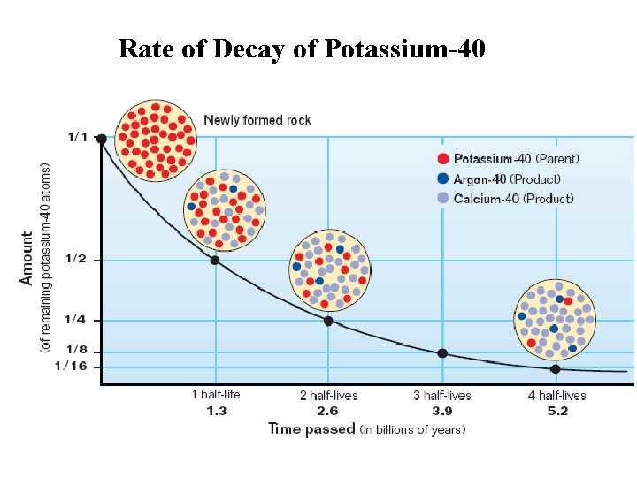 Rate of Decay of Potassium-40 