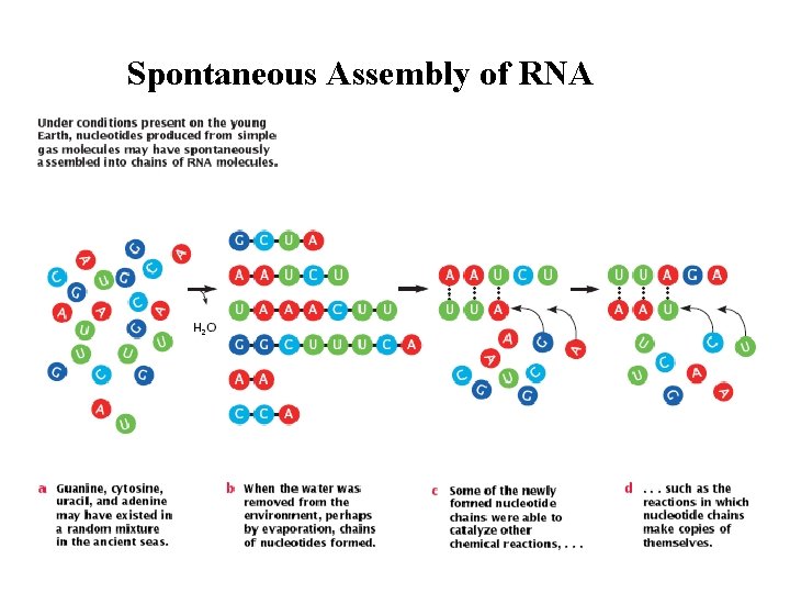 Spontaneous Assembly of RNA 