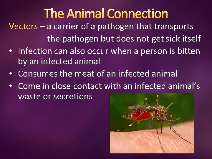 The Animal Connection Vectors – a carrier of a pathogen that transports the pathogen