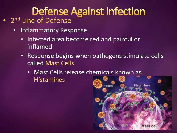 Defense Against Infection • 2 nd Line of Defense • Inflammatory Response • Infected