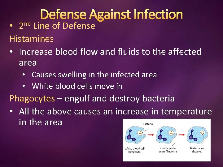 Defense Against Infection • 2 nd Line of Defense Histamines • Increase blood flow