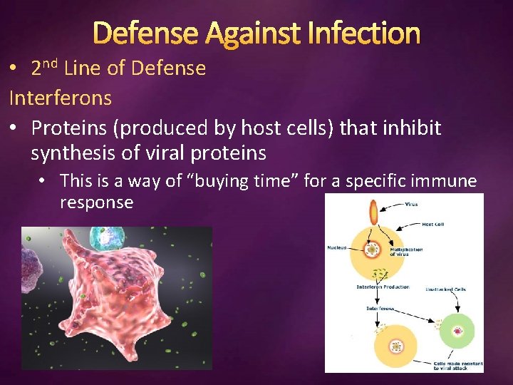Defense Against Infection • 2 nd Line of Defense Interferons • Proteins (produced by