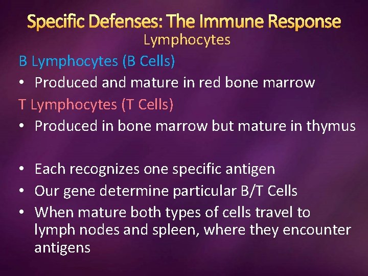 Specific Defenses: The Immune Response Lymphocytes B Lymphocytes (B Cells) • Produced and mature