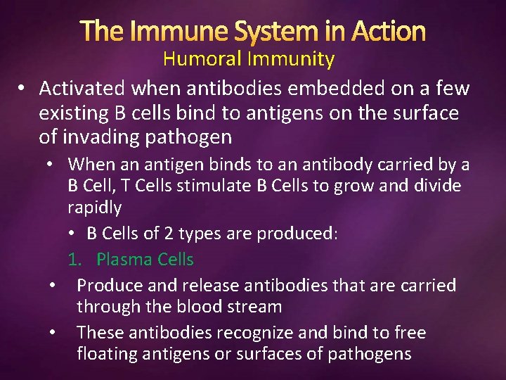 The Immune System in Action Humoral Immunity • Activated when antibodies embedded on a