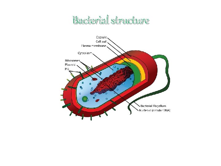 Bacterial structure 