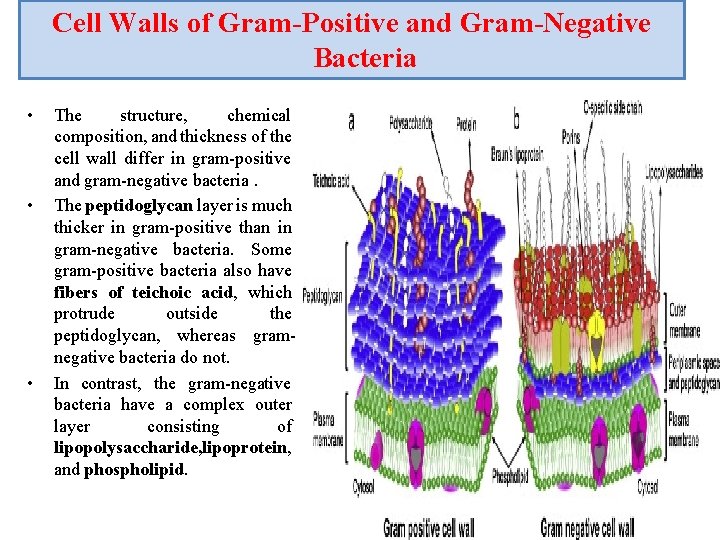 Cell Walls of Gram-Positive and Gram-Negative Bacteria • • • The structure, chemical composition,