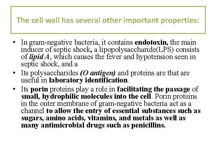 The cell wall has several other important properties: • In gram-negative bacteria, it contains