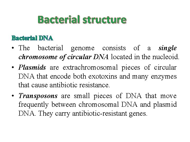 Bacterial structure Bacterial DNA • The bacterial genome consists of a single chromosome of