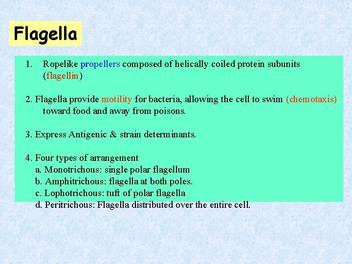 Flagella 1. Ropelike propellers composed of helically coiled protein subunits (flagellin) 2. Flagella provide