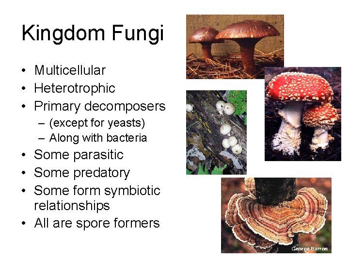 Kingdom Fungi • Multicellular • Heterotrophic • Primary decomposers – (except for yeasts) –