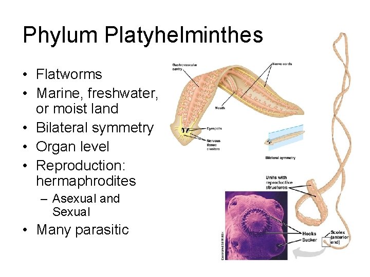 Phylum Platyhelminthes • Flatworms • Marine, freshwater, or moist land • Bilateral symmetry •