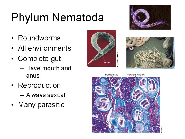 Phylum Nematoda • Roundworms • All environments • Complete gut – Have mouth and