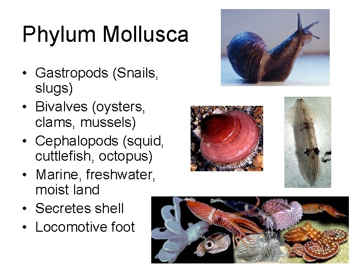 Phylum Mollusca • Gastropods (Snails, slugs) • Bivalves (oysters, clams, mussels) • Cephalopods (squid,