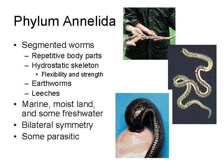 Phylum Annelida • Segmented worms – Repetitive body parts – Hydrostatic skeleton • Flexibility