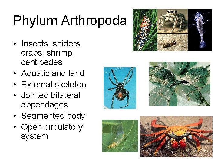 Phylum Arthropoda • Insects, spiders, crabs, shrimp, centipedes • Aquatic and land • External