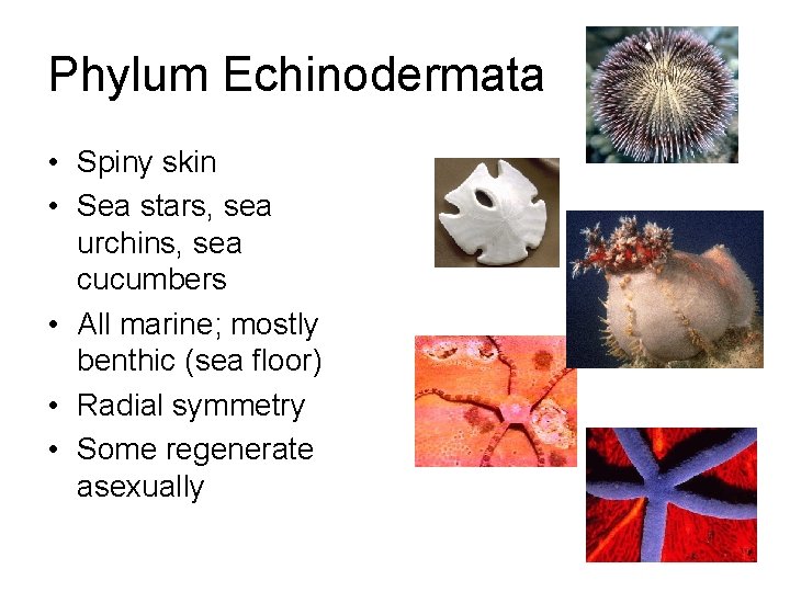 Phylum Echinodermata • Spiny skin • Sea stars, sea urchins, sea cucumbers • All Phylum Echinodermata • Spiny skin • Sea stars, sea urchins, sea cucumbers • All