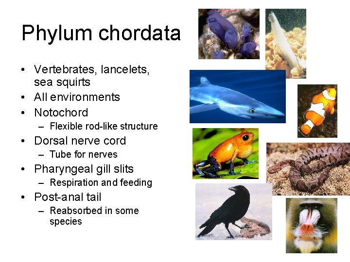 Phylum chordata • Vertebrates, lancelets, sea squirts • All environments • Notochord – Flexible