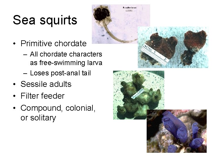 Sea squirts • Primitive chordate – All chordate characters as free-swimming larva – Loses Sea squirts • Primitive chordate – All chordate characters as free-swimming larva – Loses