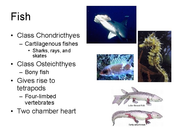 Fish • Class Chondricthyes – Cartilagenous fishes • Sharks, rays, and skates • Class