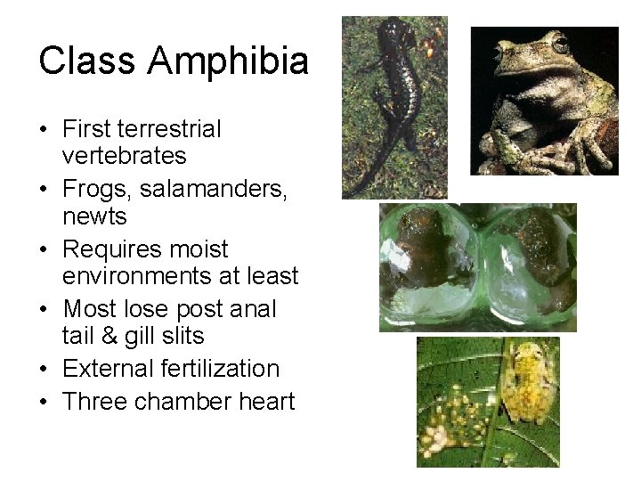 Class Amphibia • First terrestrial vertebrates • Frogs, salamanders, newts • Requires moist environments