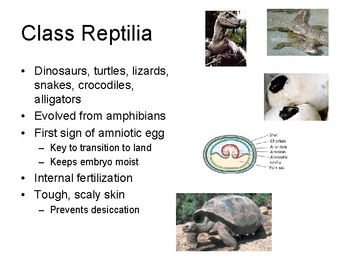 Class Reptilia • Dinosaurs, turtles, lizards, snakes, crocodiles, alligators • Evolved from amphibians •