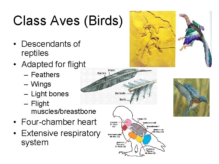 Class Aves (Birds) • Descendants of reptiles • Adapted for flight – – Feathers Class Aves (Birds) • Descendants of reptiles • Adapted for flight – – Feathers