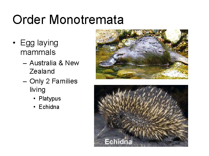 Order Monotremata • Egg laying mammals – Australia & New Zealand – Only 2