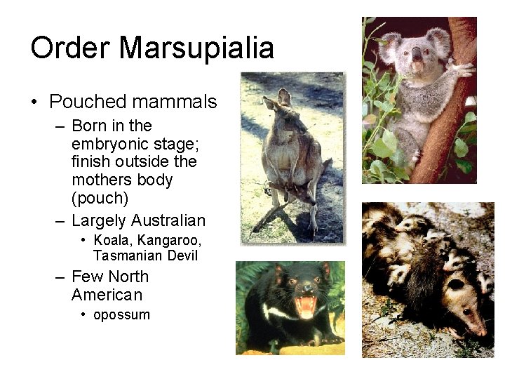 Order Marsupialia • Pouched mammals – Born in the embryonic stage; finish outside the