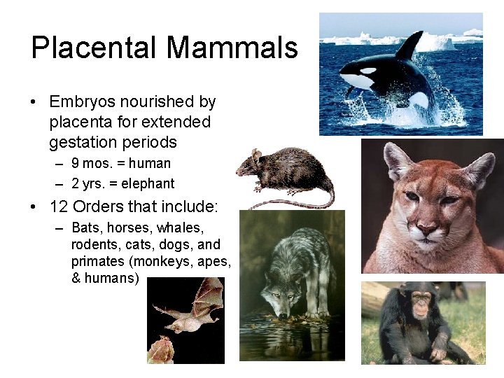Placental Mammals • Embryos nourished by placenta for extended gestation periods – 9 mos.