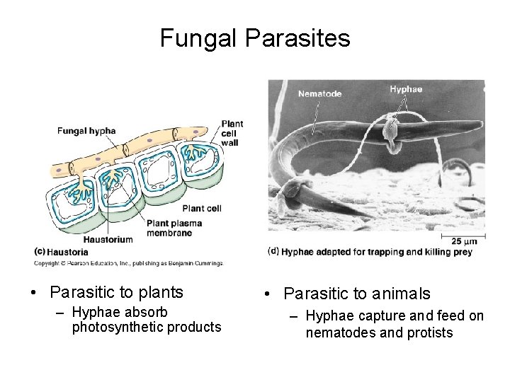 Fungal Parasites • Parasitic to plants – Hyphae absorb photosynthetic products • Parasitic to Fungal Parasites • Parasitic to plants – Hyphae absorb photosynthetic products • Parasitic to