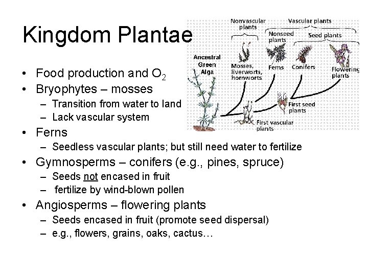 Kingdom Plantae • Food production and O 2 • Bryophytes – mosses – Transition