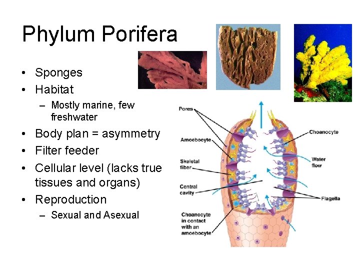 Phylum Porifera • Sponges • Habitat – Mostly marine, few freshwater • Body plan
