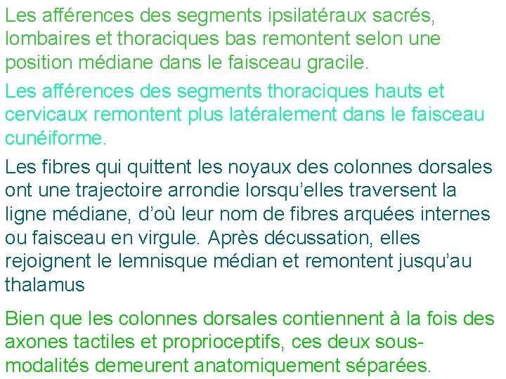 Les afférences des segments ipsilatéraux sacrés, lombaires et thoraciques bas remontent selon une position