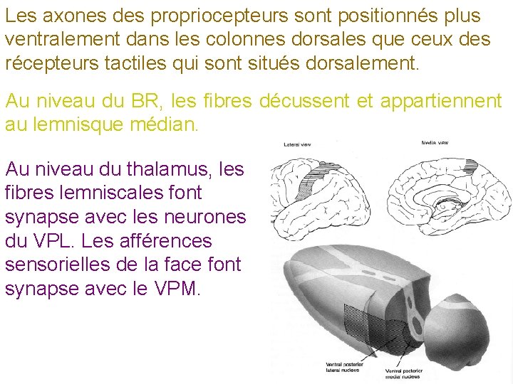 Les axones des propriocepteurs sont positionnés plus ventralement dans les colonnes dorsales que ceux