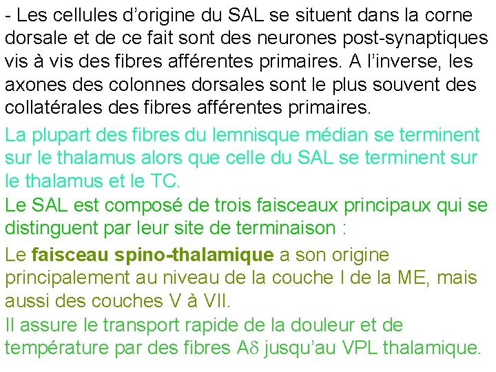 - Les cellules d’origine du SAL se situent dans la corne dorsale et de