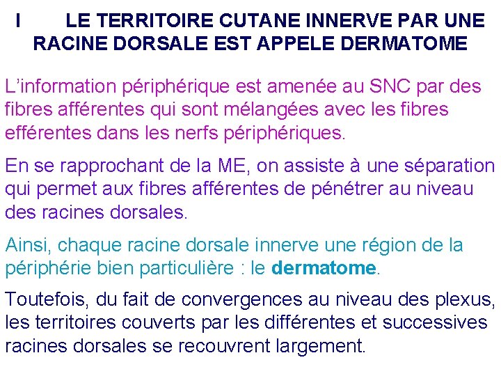 I LE TERRITOIRE CUTANE INNERVE PAR UNE RACINE DORSALE EST APPELE DERMATOME L’information périphérique