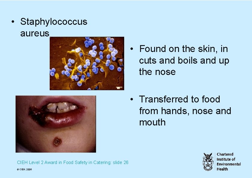  • Staphylococcus aureus • Found on the skin, in cuts and boils and