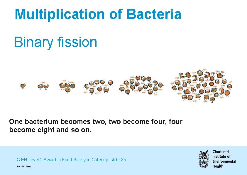 Multiplication of Bacteria Binary fission One bacterium becomes two, two become four, four become