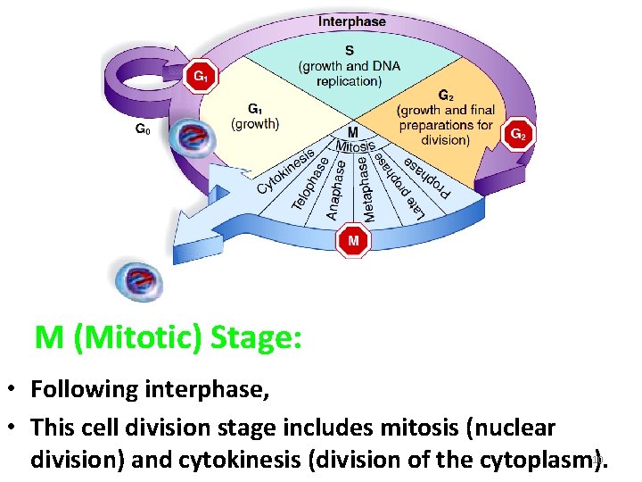 M (Mitotic) Stage: • Following interphase, • This cell division stage includes mitosis (nuclear