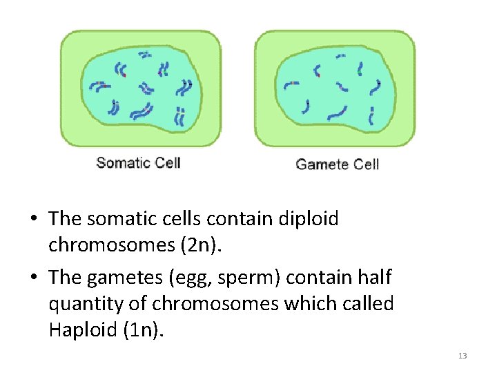  • The somatic cells contain diploid chromosomes (2 n). • The gametes (egg,