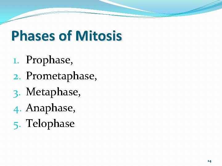 Phases of Mitosis 1. 2. 3. 4. 5. Prophase, Prometaphase, Metaphase, Anaphase, Telophase 14