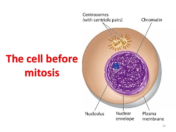 The cell before mitosis 15 