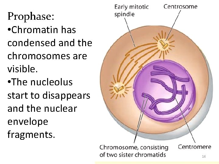 Prophase: • Chromatin has condensed and the chromosomes are visible. • The nucleolus start