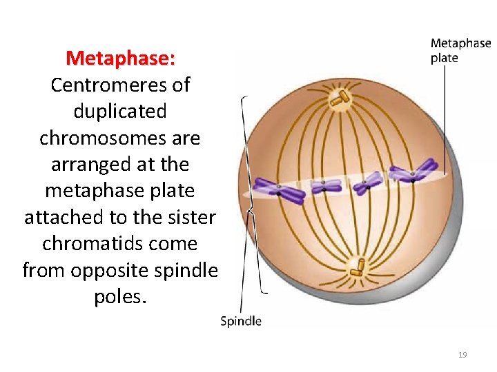 Metaphase: Centromeres of duplicated chromosomes are arranged at the metaphase plate attached to the