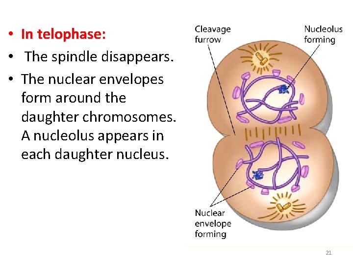  • In telophase: • The spindle disappears. • The nuclear envelopes form around