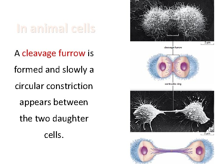 In animal cells A cleavage furrow is formed and slowly a circular constriction appears