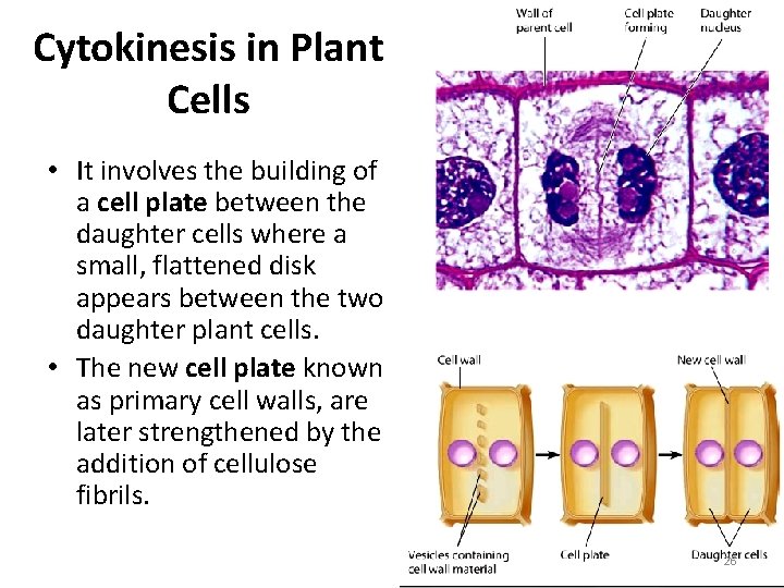 Cytokinesis in Plant Cells • It involves the building of a cell plate between