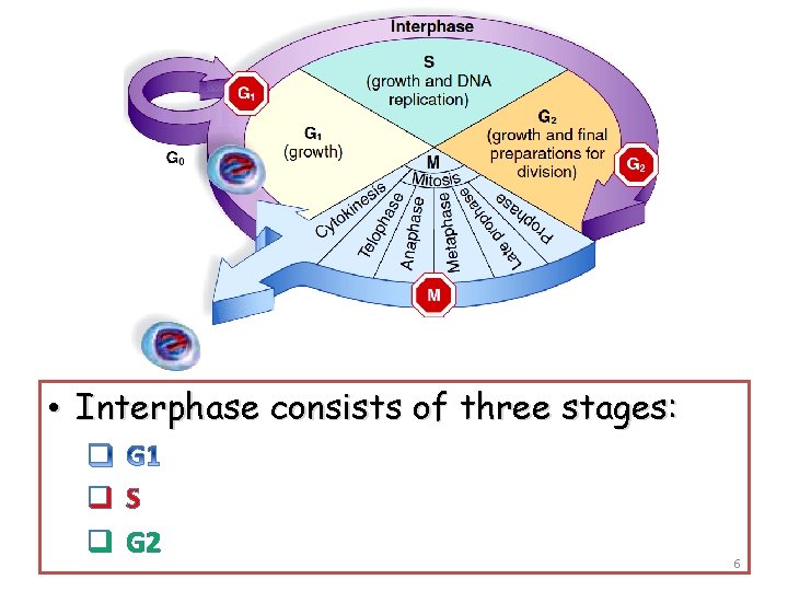  • Interphase consists of three stages: q. S q G 2 6 