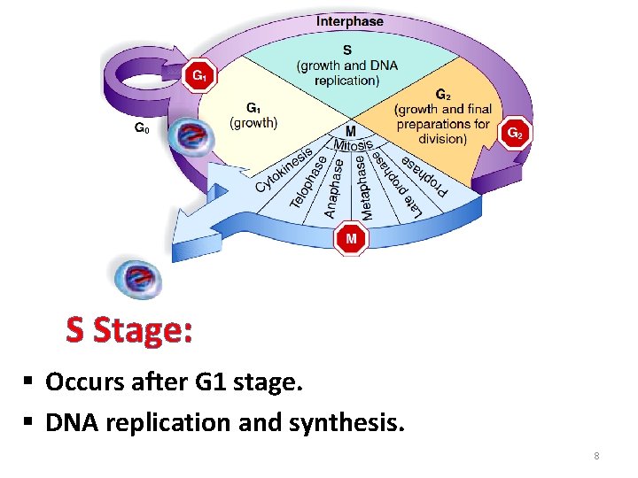 S Stage: § Occurs after G 1 stage. § DNA replication and synthesis. 8