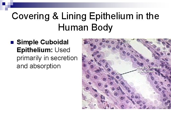 Covering & Lining Epithelium in the Human Body n Simple Cuboidal Epithelium: Used primarily